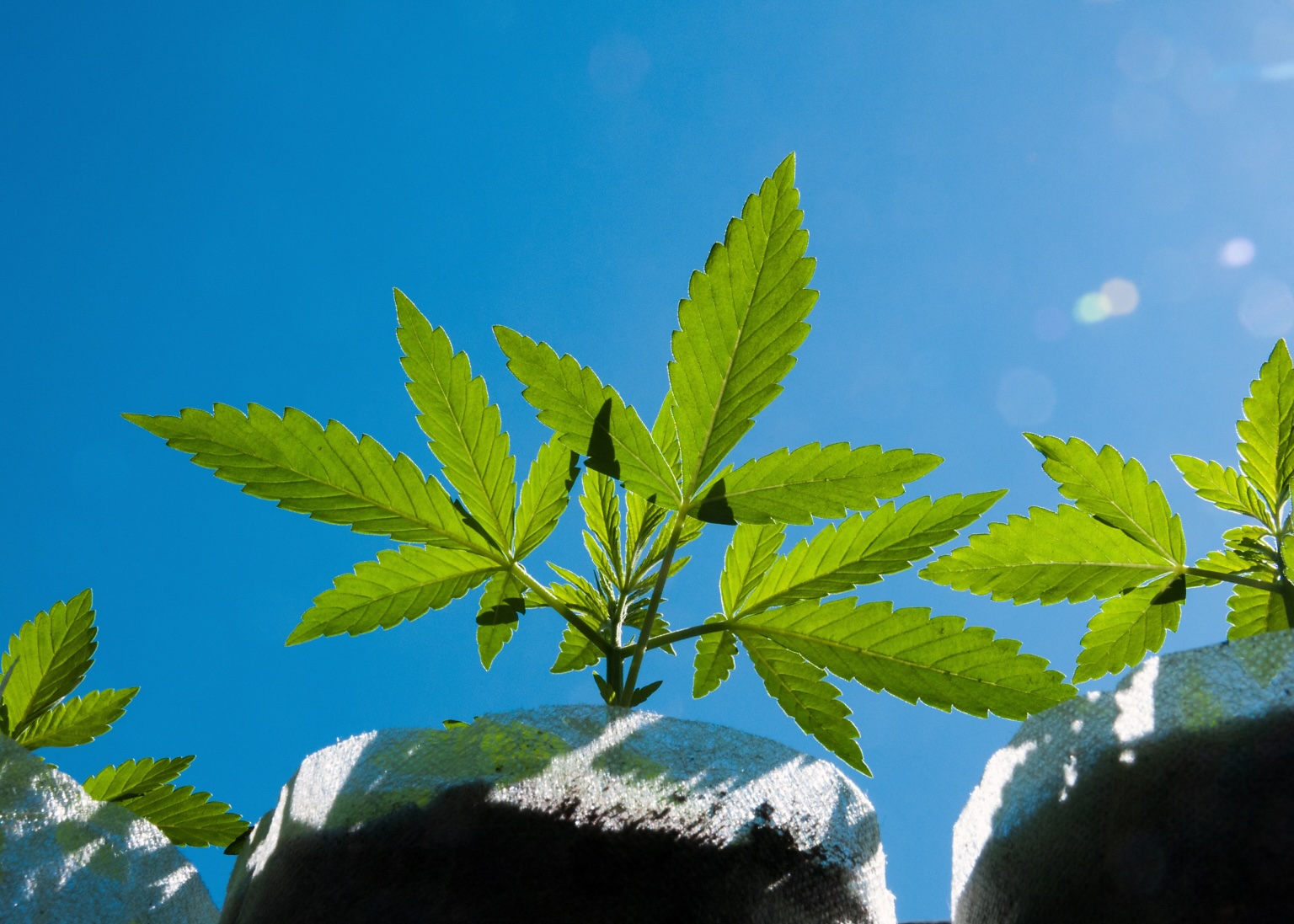 City receives $2.5 million state grant to support cannabis equity program